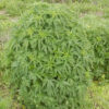 Motherwort, Official (Leonurus cardiaca) seeds, organic