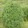 Motherwort, Official (Leonurus cardiaca) potted plant, organic - Image 3