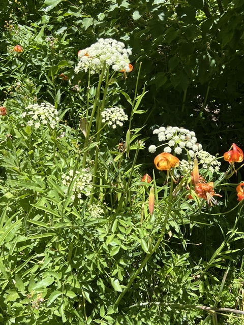 Angelica, Shining (Angelica arguta) seeds