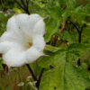 Datura, Mranaha (Datura fastuosa), packet of 10 seeds, Organic - Image 4