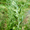 Mugwort, Common (Artemisia vulgaris) seeds [NY NO]