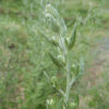 Mugwort, Common (Artemisia vulgaris) potted plant, organic [NY NO]