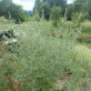 Mugwort, Common (Artemisia vulgaris) potted plant, organic [NY NO] - Image 2