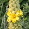Mullein, Common (Verbascum thapsus) seeds, organic [SD, WA no]
