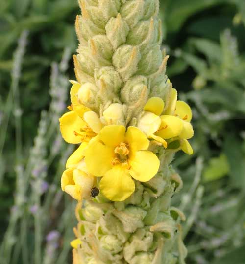 Image result for Mullein