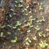 Mullein, Common (Verbascum thapsus) seeds, organic [SD, WA no] - Image 3