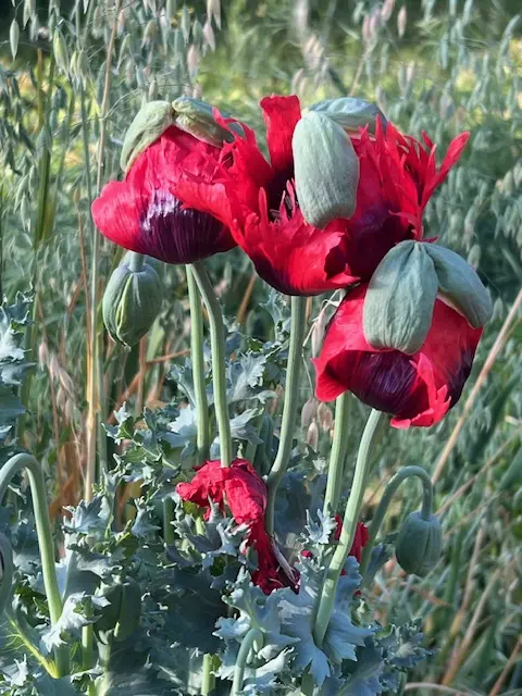 Poppy, Turkish Red (Papaver somniferum) seeds, Organic - Image 7
