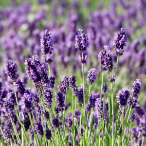 Munstead Lavender (Lavandula angustifolia) Blooming