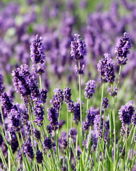 Munstead Lavender (Lavandula angustifolia) Blooming