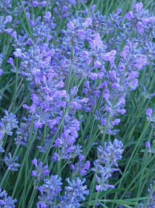 Lavender, Munstead (Lavandula angustifolia var. munstead) packet of 50 seeds, organic - Image 4