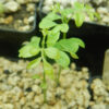 Curry Leaf Tree (Murraya koenigii) packet of 5 seeds, organic (USA ONLY) - Image 12