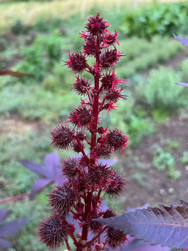 Castor, New Zealand Purple (Ricinus communis) packet of 5 seeds, organic - Image 2