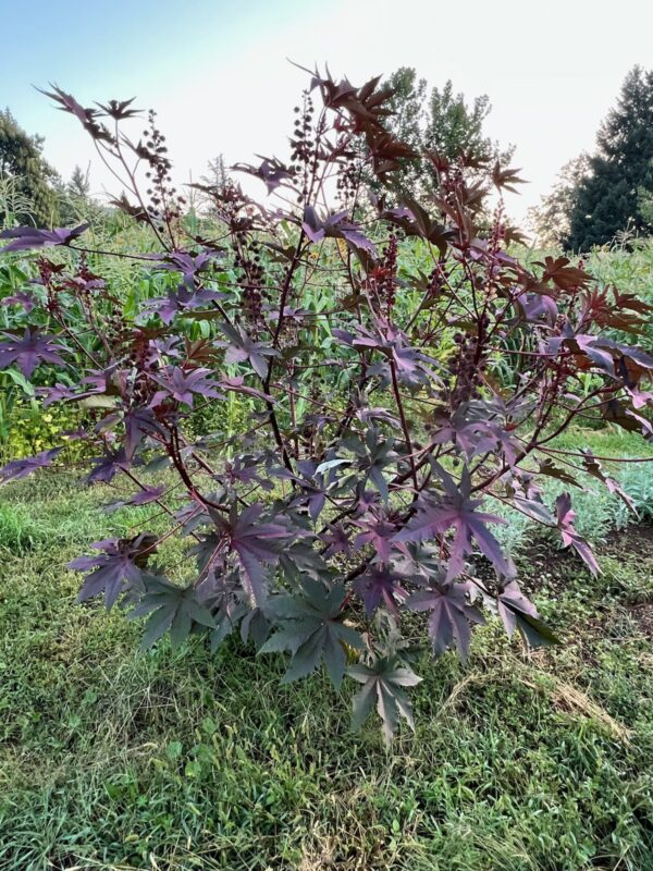 Castor, New Zealand Purple (Ricinus communis) packet of 5 seeds, organic - Image 3