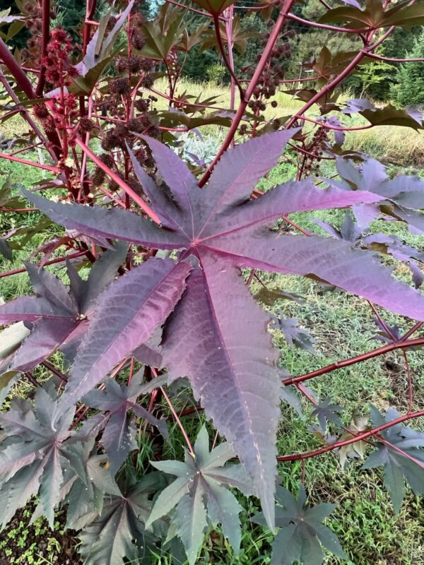 Castor, New Zealand Purple (Ricinus communis) packet of 5 seeds, organic - Image 4