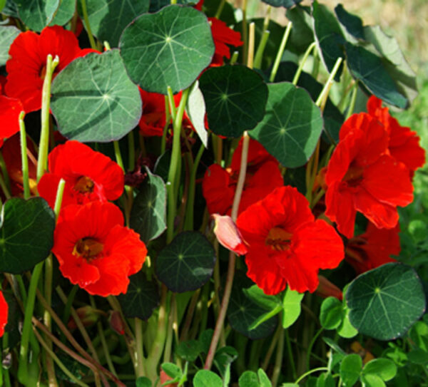 Nasturtium, Empress of India (Tropaeolum nanum), packet of 15 seeds - Image 4