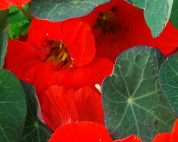 Nasturtium, Empress of India (Tropaeolum nanum), packet of 15 seeds - Image 3