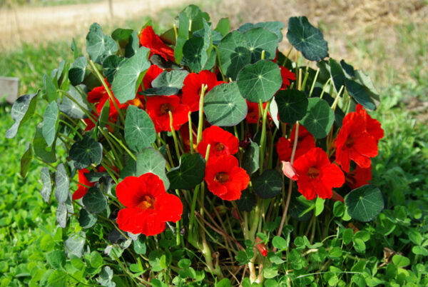 Nasturtium, Empress of India (Tropaeolum nanum), packet of 15 seeds