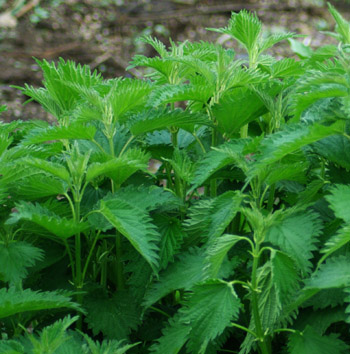 Stinging Nettle 200 Seeds (Urtica dioica) Heirloom Open pollinated