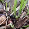Oats, Jerry (Avena sativa) seed, organic - Image 3