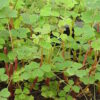 Oca, Mixed Colors (Oxalis tuberosa) potted plant, organic - Image 2