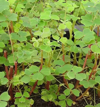 Oca, Mixed Colors (Oxalis tuberosa) potted plant, organic - Image 2