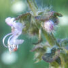 Tulsi, Temperate -- Holy Basil (Ocimum africanum) seeds, organic - Image 8