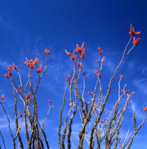 Ocotillo (Fouquieria splendens) in Bloom