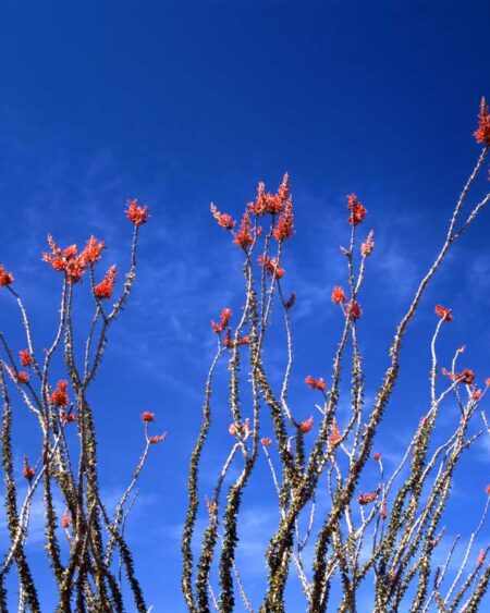 Ocotillo (Fouquieria splendens) in Bloom