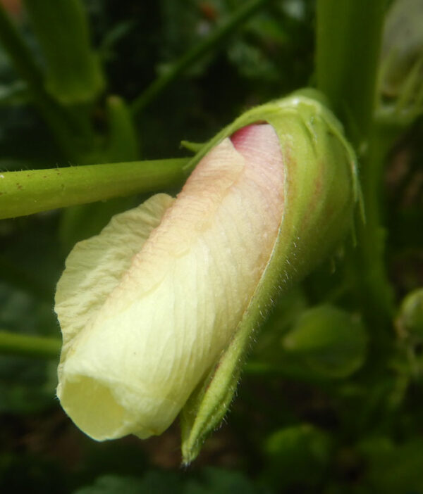 Okra, Clemson Spineless (Abelmoschus esculentus), packet of 10 seeds - Image 4