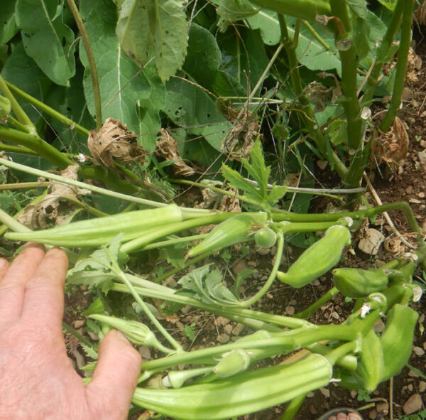 Okra, Clemson Spineless (Abelmoschus esculentus), packet of 10 seeds - Image 3