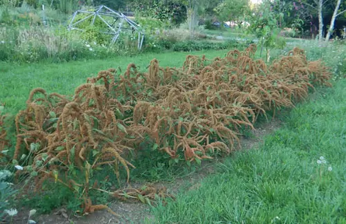 Amaranth, Orange (Amaranthus hypochondriacus) seeds, organic - Image 2