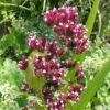 Oregano, Common (Origanum vulgare) potted plant, organic