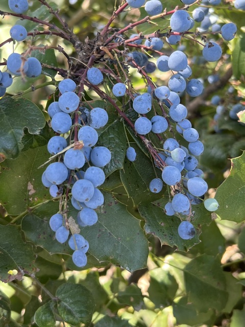 Oregon Grape, Tall (Mahonia aquifolium) seeds - Image 3