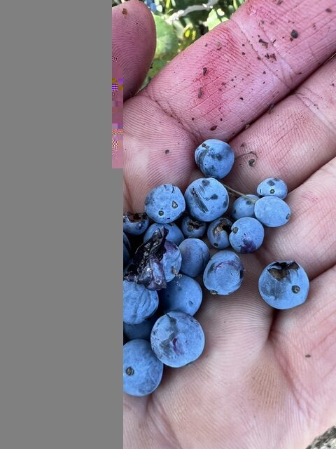 Oregon Grape, Tall (Mahonia aquifolium) seeds - Image 4