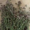 Oregano, Common (Origanum vulgare) potted plant, organic - Image 2