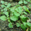 Oregano, Greek (Origanum heracleoticum) seeds, organic - Image 3