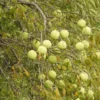 Osage Orange (Maclura pomifera) Tree, Organic - Image 3