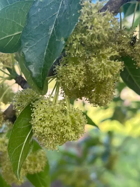 Osage Orange (Maclura pomifera) seeds - Image 6