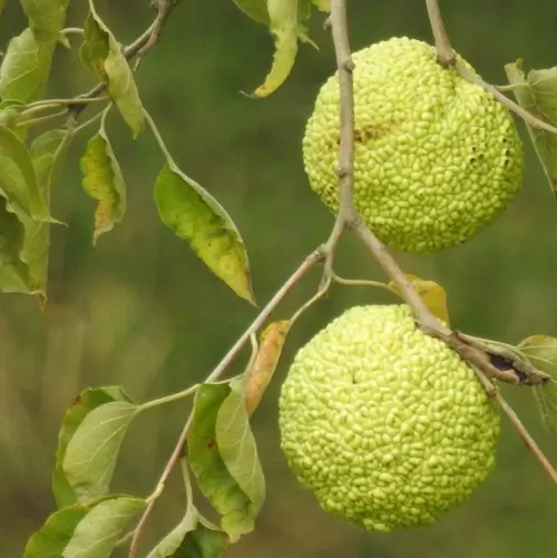 Osage Orange (Maclura pomifera) seeds - Image 2
