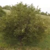 Osage Orange (Maclura pomifera) Tree, Organic - Image 4