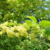 Osage Orange (Maclura pomifera) Tree, Organic - Image 5