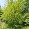 Osage Orange (Maclura pomifera) Tree, Organic