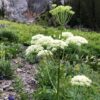 Osha (Ligusticum porteri) potted plant, organic