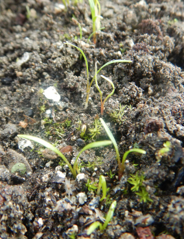 Osha (Ligusticum porteri) seeds - Image 6