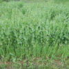 Peas, Forage (Pisum sativum) seeds, organic - Image 2