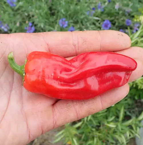 Pepper, Aleppo (Capsicum annuum), packet of 20 seeds, organic - Image 5