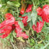 Pepper, Aleppo (Capsicum annuum), packet of 20 seeds, organic
