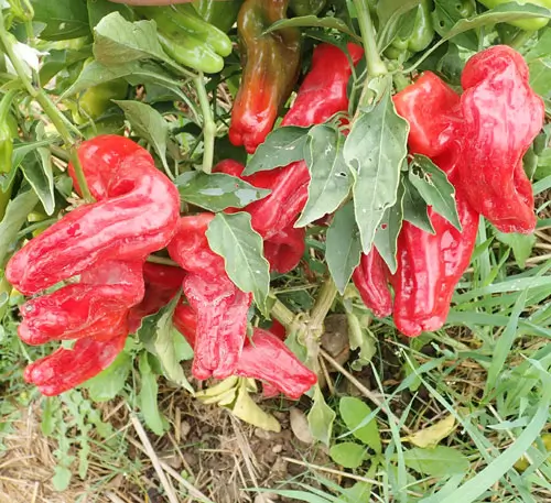 Pepper, Aleppo (Capsicum annuum), packet of 20 seeds, organic