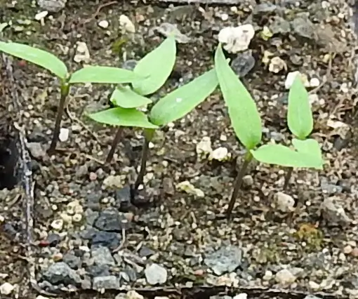 Pepper, Aleppo (Capsicum annuum), packet of 20 seeds, organic - Image 3