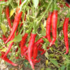 Pepper, Cayenne, Official (Capsicum frutescens) seeds, organic - Image 5